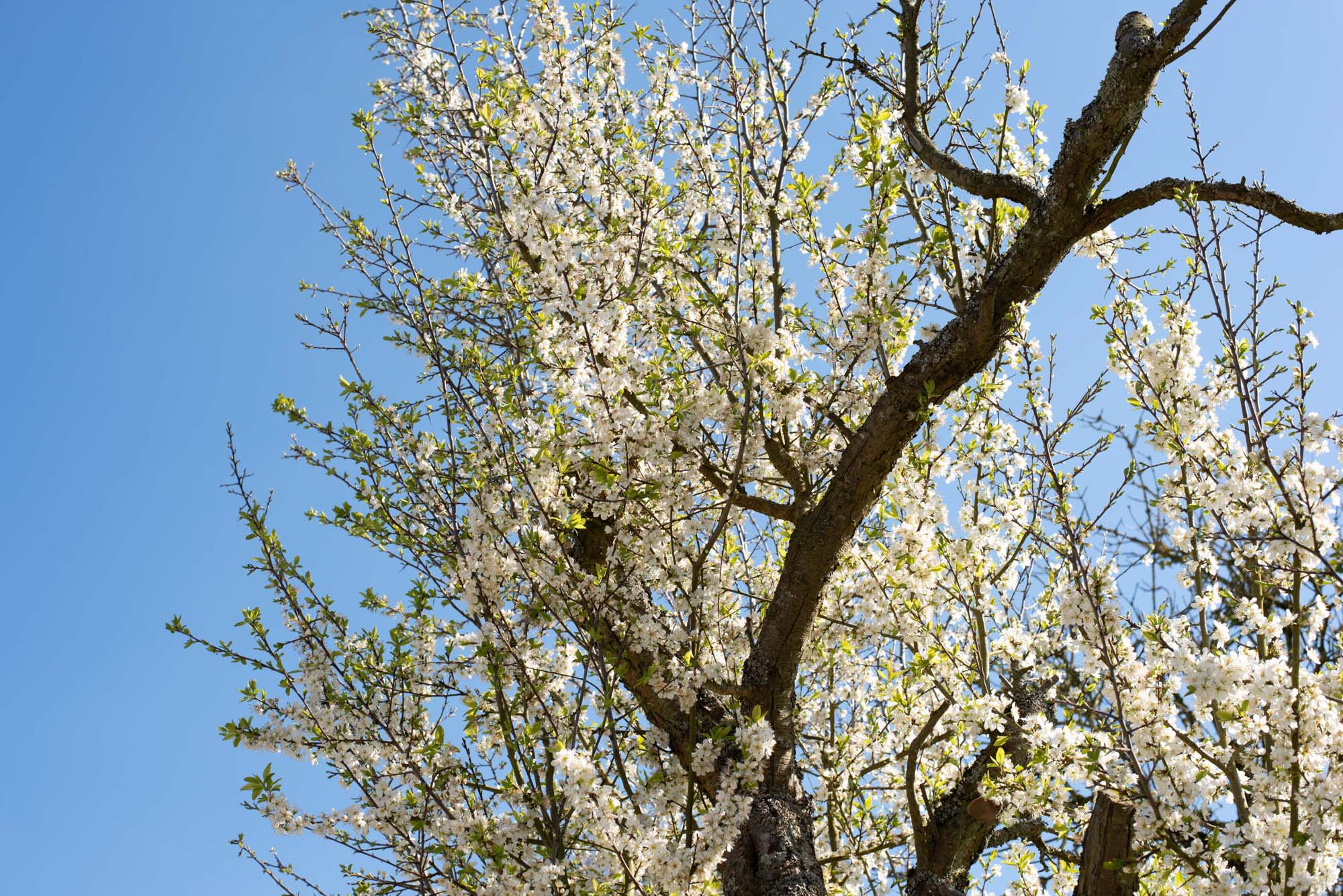 Damson blossom photographed for a story about milestones in a baby's first year