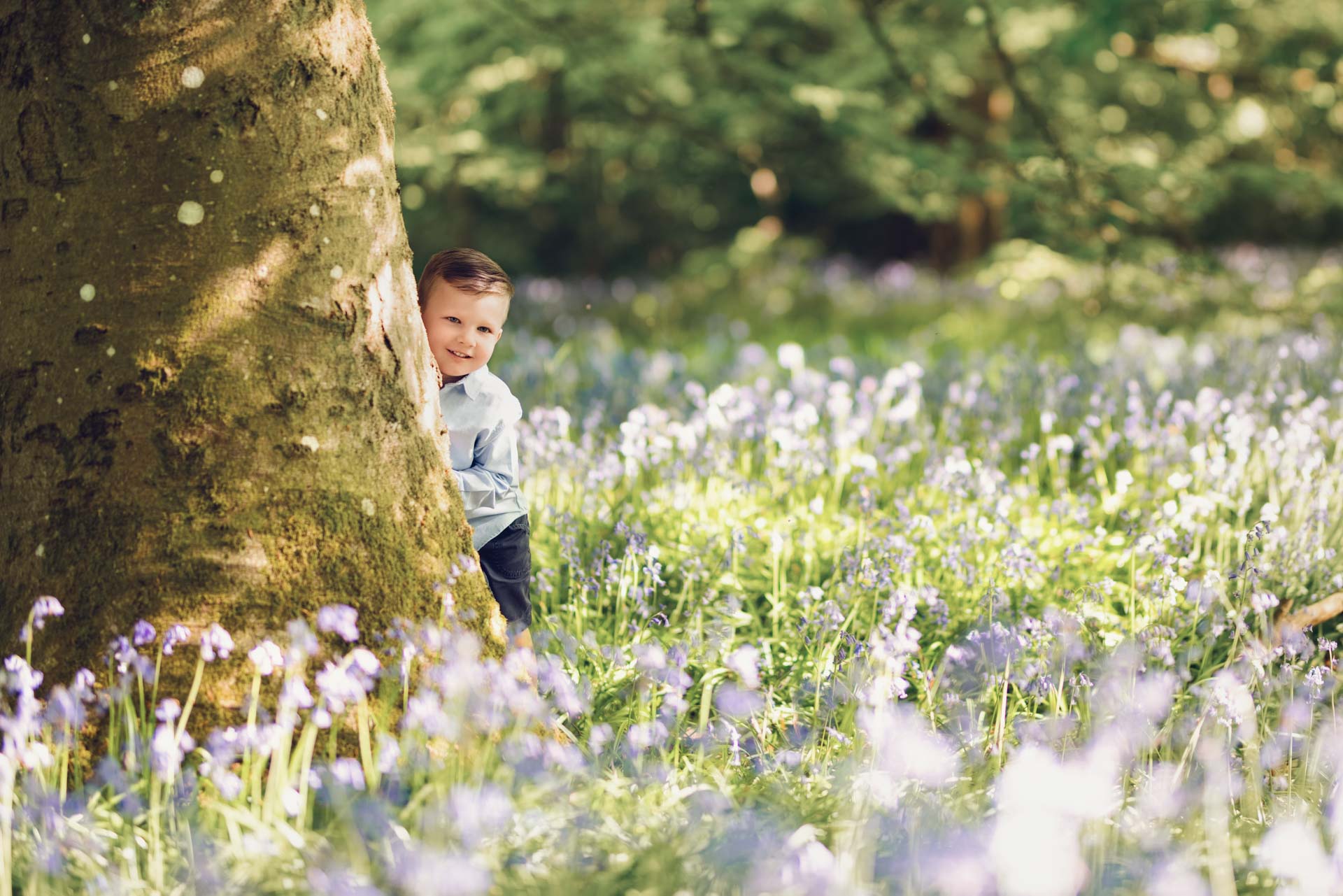 4 year old boy playing peekaboo behind a tree in a bluebell wood