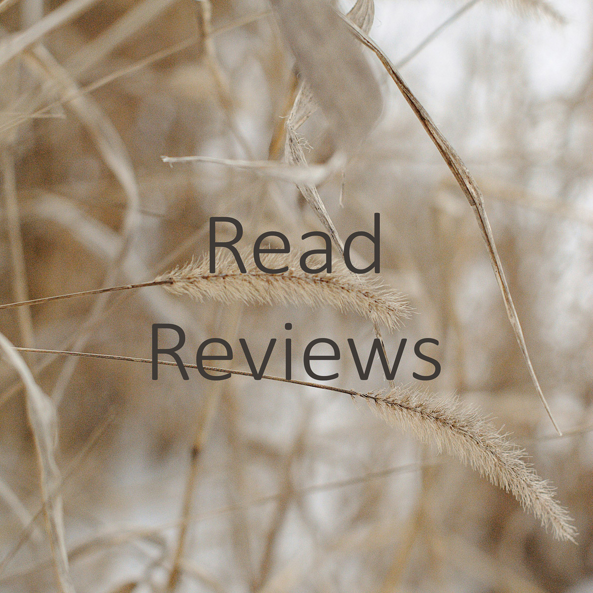 image for a button that says read reviews with wintry dry grasses in the background