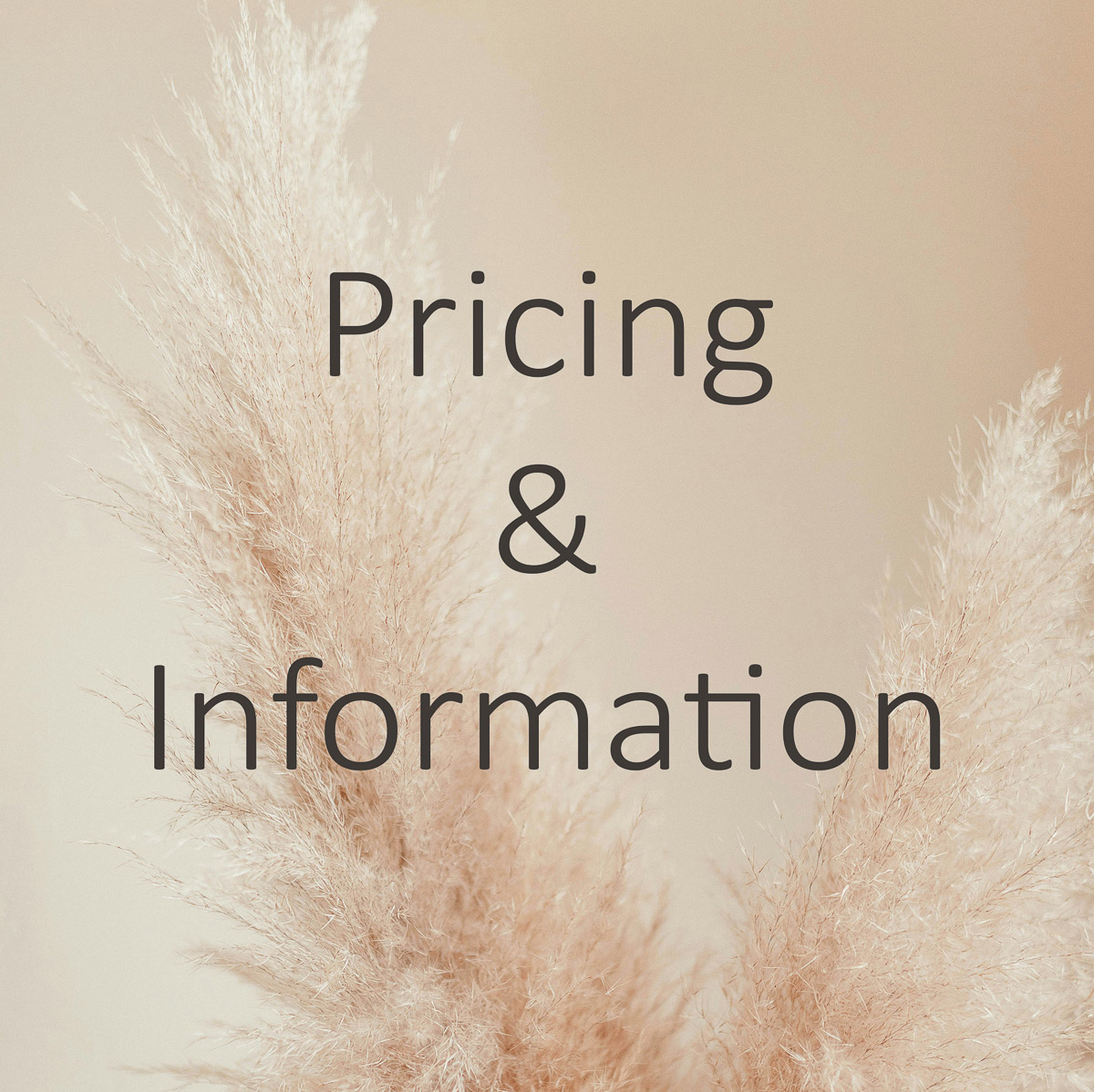 image for button about pricing and information with pampas grass as the background