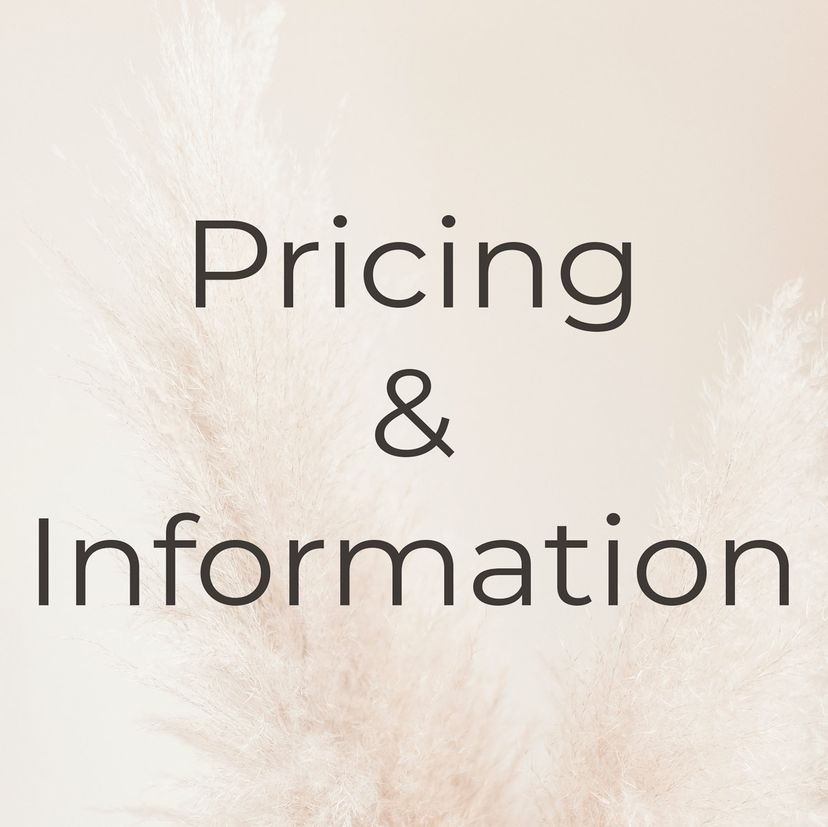 image for button about pricing and information with pampas grass as the background